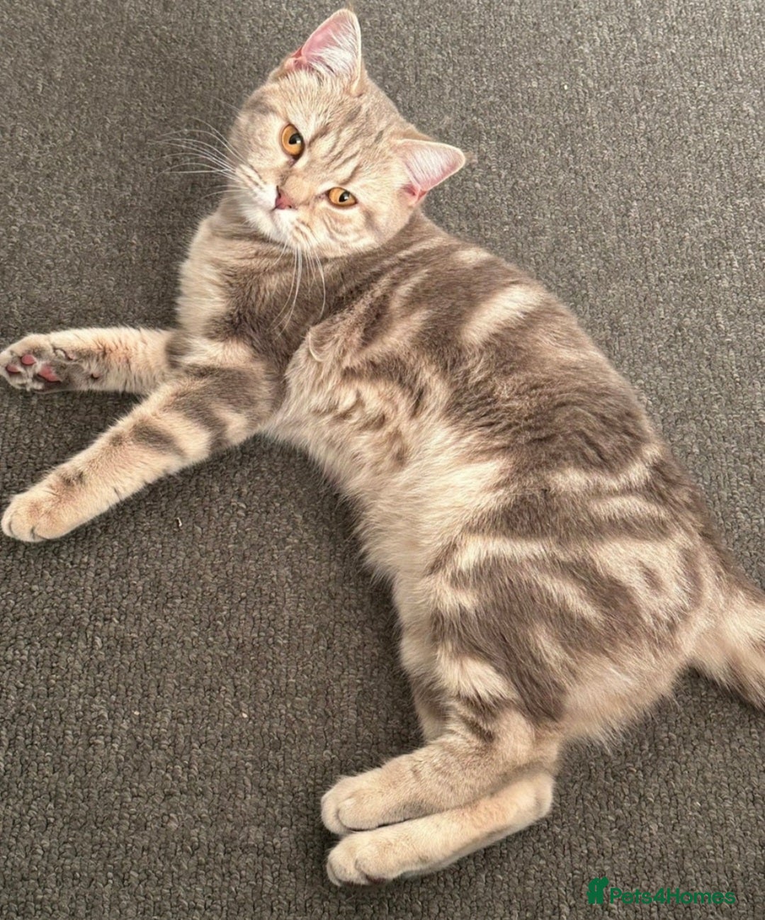 British Shorthair cats Female British Shorthair For Sale! - Advert 1