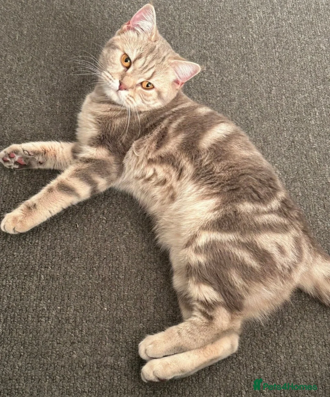 British Shorthair cats for sale: Female British Shorthair For Sale! - Advert 1