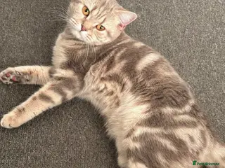 British Shorthair cats Female British Shorthair For Sale! - Advert 1