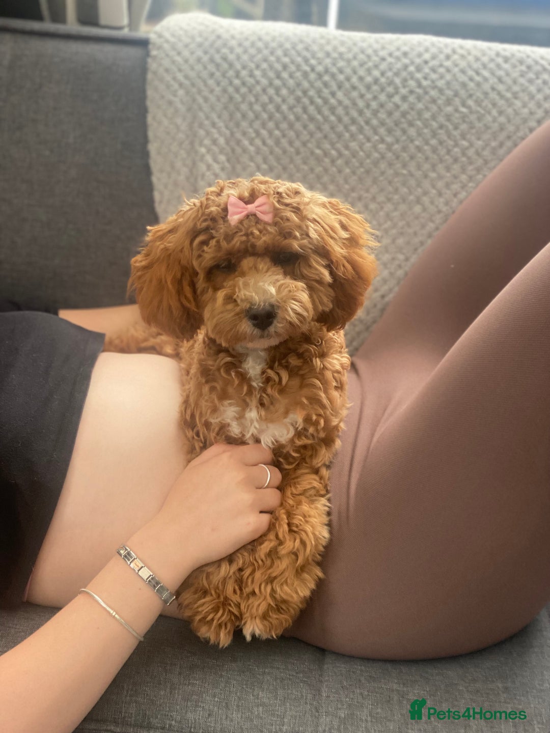 Cavapoo dogs for sale: Tiny cavapoo F1BB - ESA certified - Advert 13