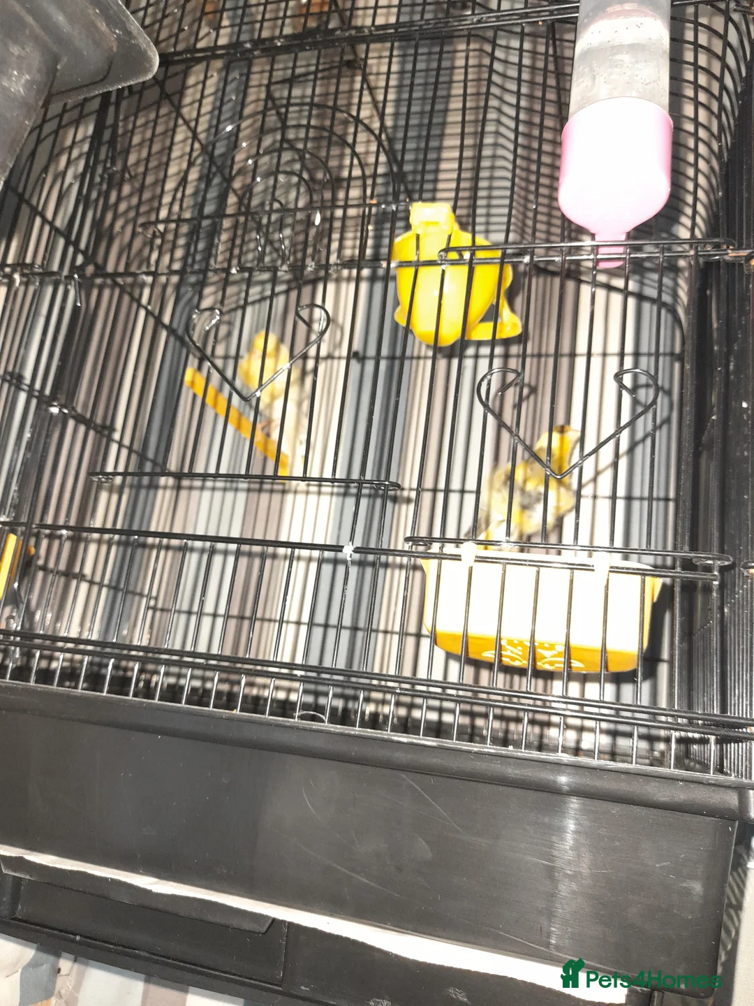 Canaries birds for sale: SE171DE  - Advert 3