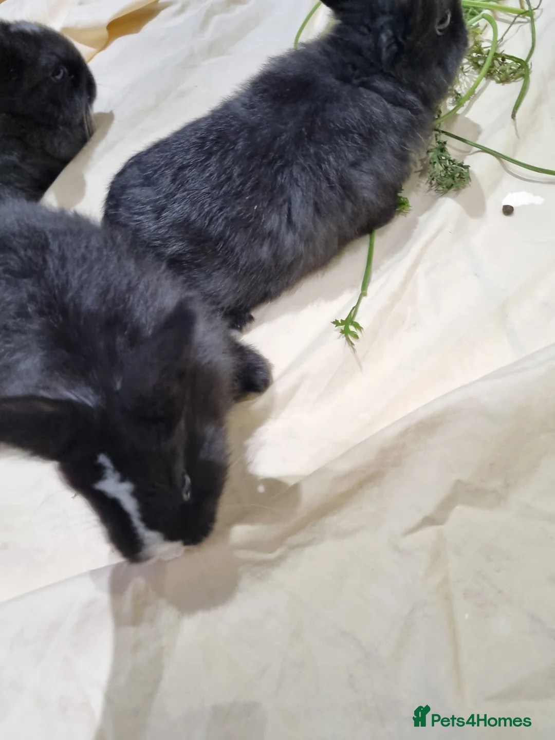 Silver Fox rabbits for sale: Silver Fox babies - Advert 6