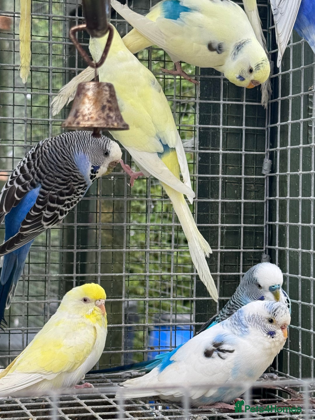 Budgerigars birds for sale: Adorable budgies and cages for sale  - Image 10