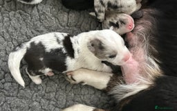 Welsh Corgi Cardigan dogs for sale: Show Quality KC Pedigree Corgi Cardigan Puppies  - Image 4