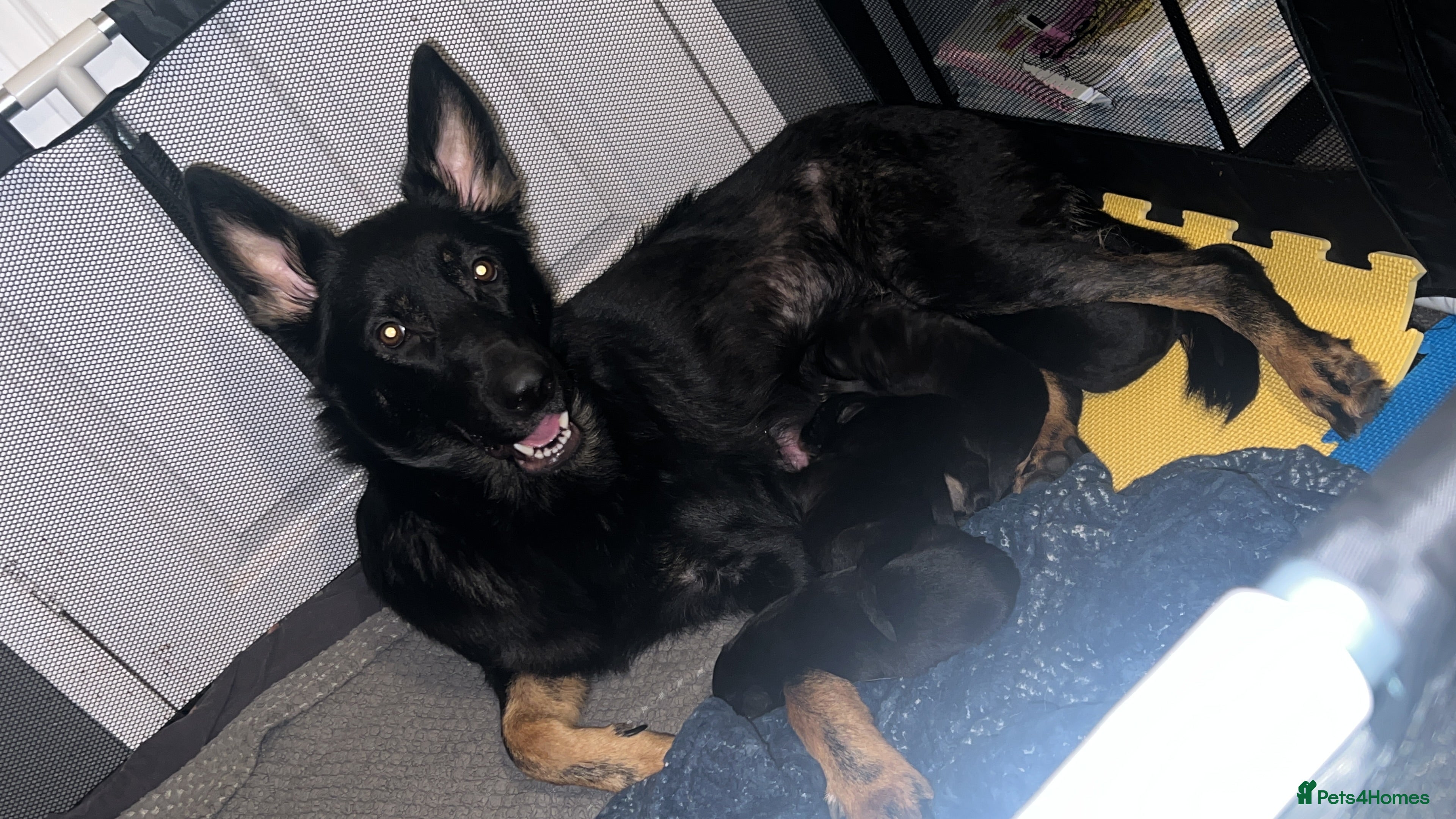 German Shepherd dogs 11 beautiful German shepherd pups  - Advert 16