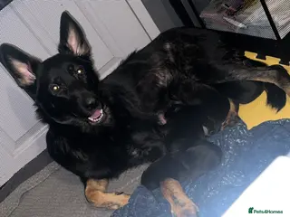 German Shepherd dogs 11 beautiful German shepherd pups - Advert 9