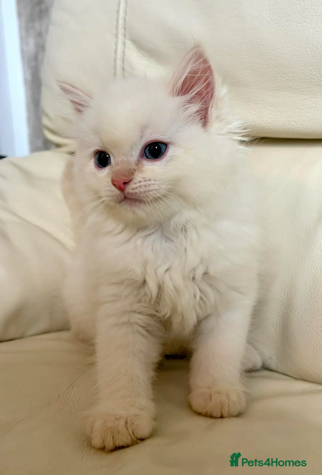 Ragdoll cats for sale: Ragdoll kittens  - Advert 22