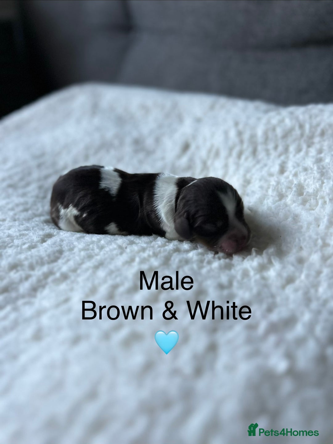 Cocker Spaniel dogs for sale: Cocker Spaniel Puppies - Advert 5