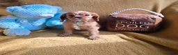 Cavalier King Charles Spaniel dogs for sale: Beautiful  Cavalier  puppies  - Advert 7