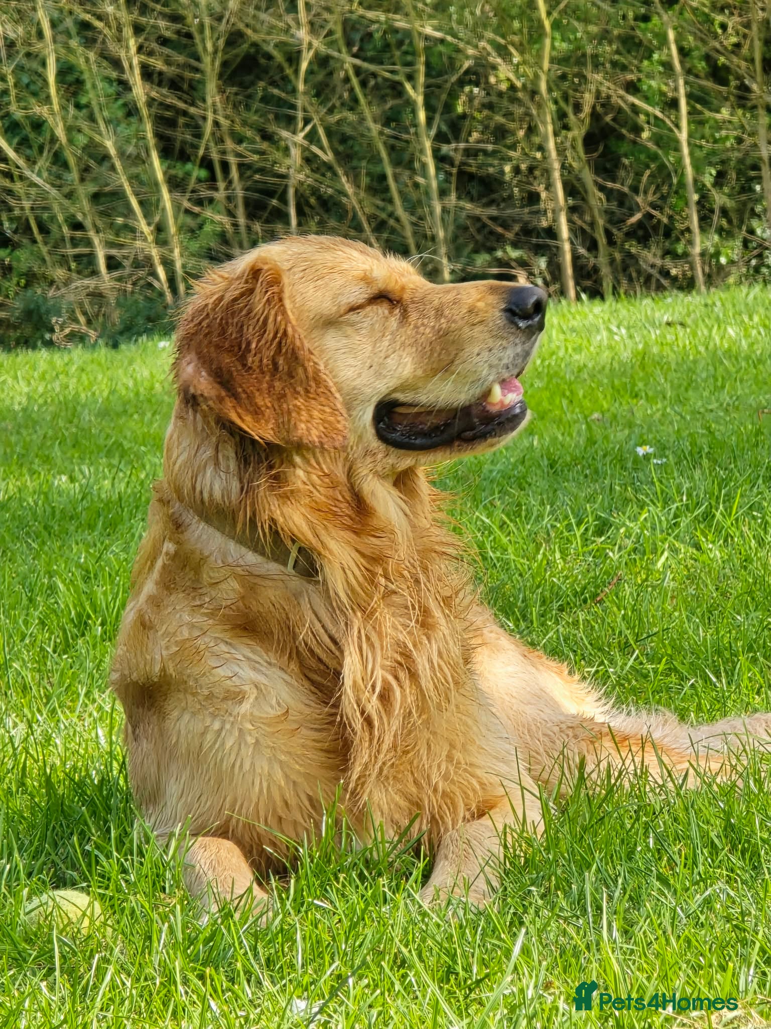 Golden Retriever dogs Golden Retriever Stud Dog – Northampton  - Advert 4