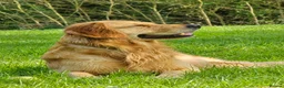 Golden Retriever dogs for stud: Golden Retriever Stud Dog – Northampton  - Advert 1