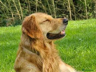 Golden Retriever dogs Golden Retriever Stud Dog – Northampton - Advert 1