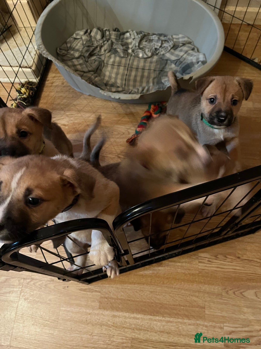 Mixed Breed dogs for sale: 5 beautiful pups remaining 🩷💙 - Advert 15