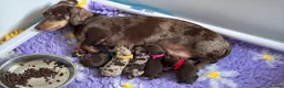 Miniature Dachshund dogs for sale: Absolutely stunning miniature dachshunds  - Advert 4