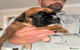 Boxer dogs for sale: Kc Beautiful Red and White Boxer Puppies  - Image 8