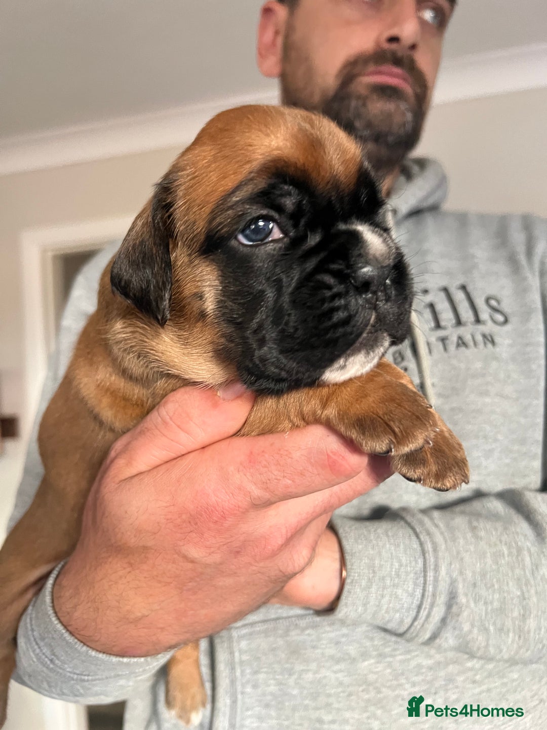 Boxer dogs for sale: Kc Beautiful Red and White Boxer Puppies  - Image 8