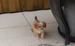 Cavapoo dogs for sale: F1 Cavapoo puppies for sale - Image 30