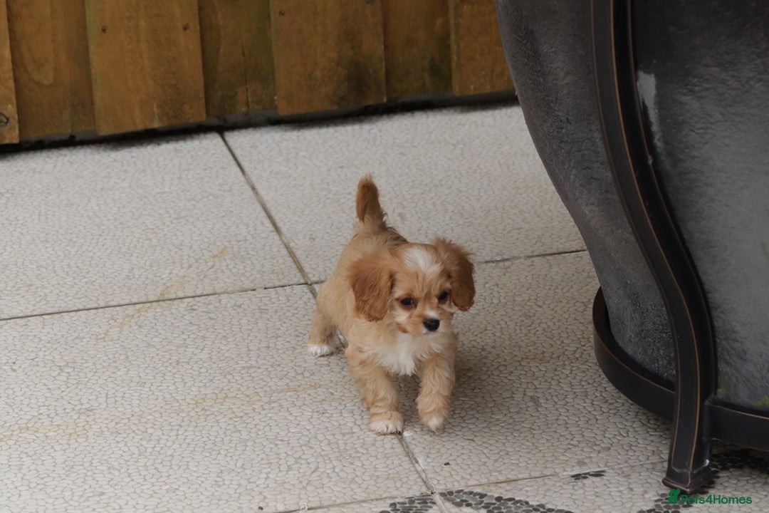 Cavapoo dogs for sale: F1 Cavapoo puppies for sale - Image 30