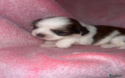 Shih Tzu dogs for sale: Small beautiful Shih tzu puppies - Image 4