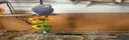 Budgerigars birds for sale: Lovely lutino pair in breeding condition and budgi - Advert 12