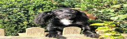 Cocker Spaniel dogs for sale: Working Cocker Spaniel Puppies boys and girls - Advert 4