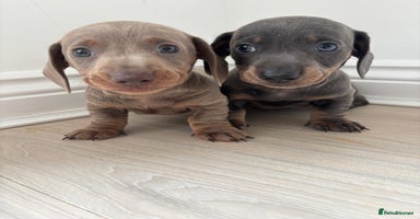 Miniature Dachshund dogs - Advert 6