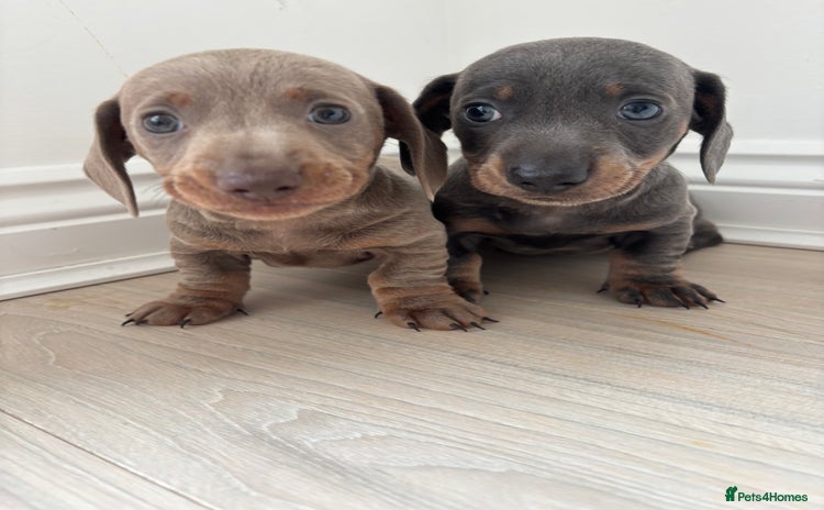 Miniature Dachshund dogs - Advert 5