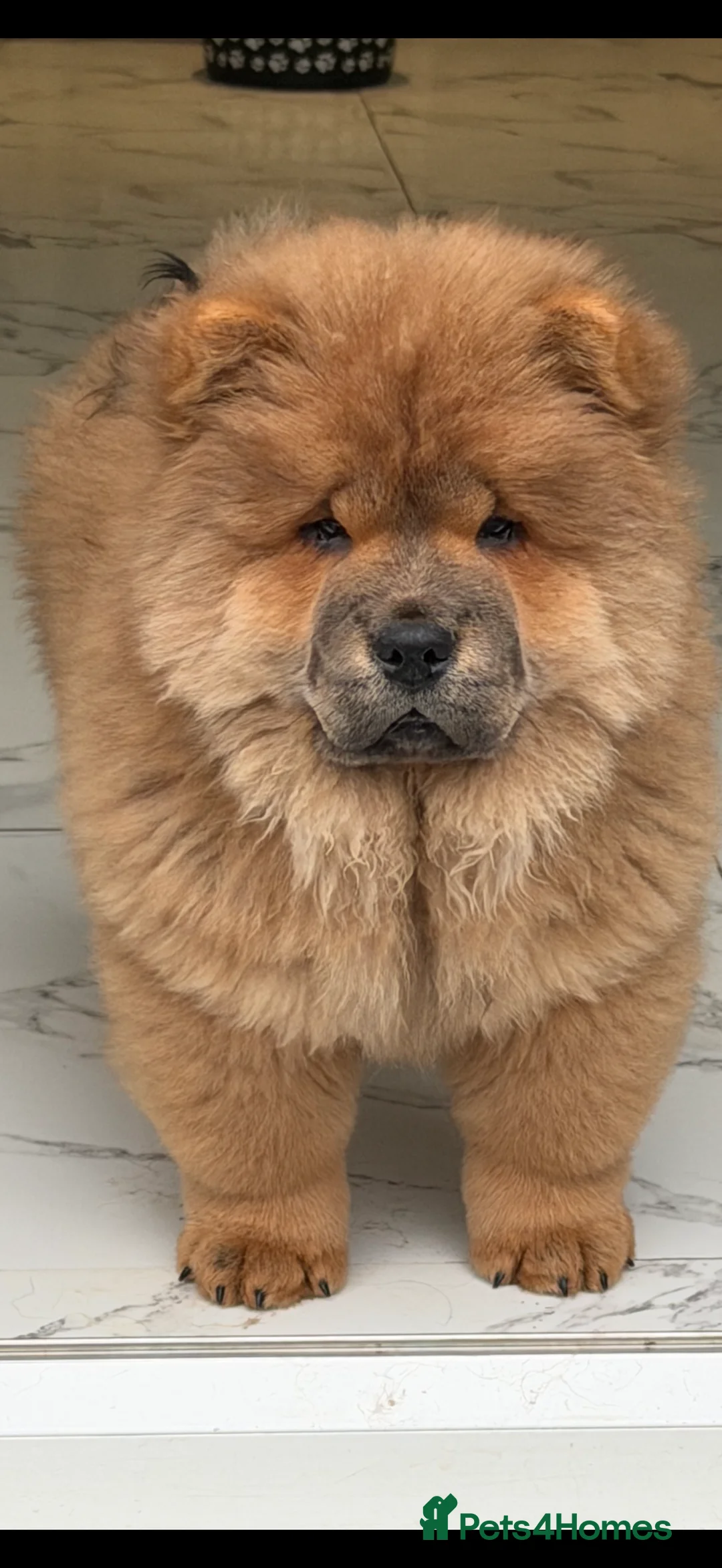 Chow Chow dogs for sale: Beautiful chow chow puppies  - Advert 1