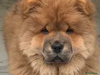 Chow Chow dogs Beautiful chow chow puppies - Advert 15