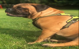 Bullmastiff dogs for sale: Beautiful Bullmastiff girl - Image 4