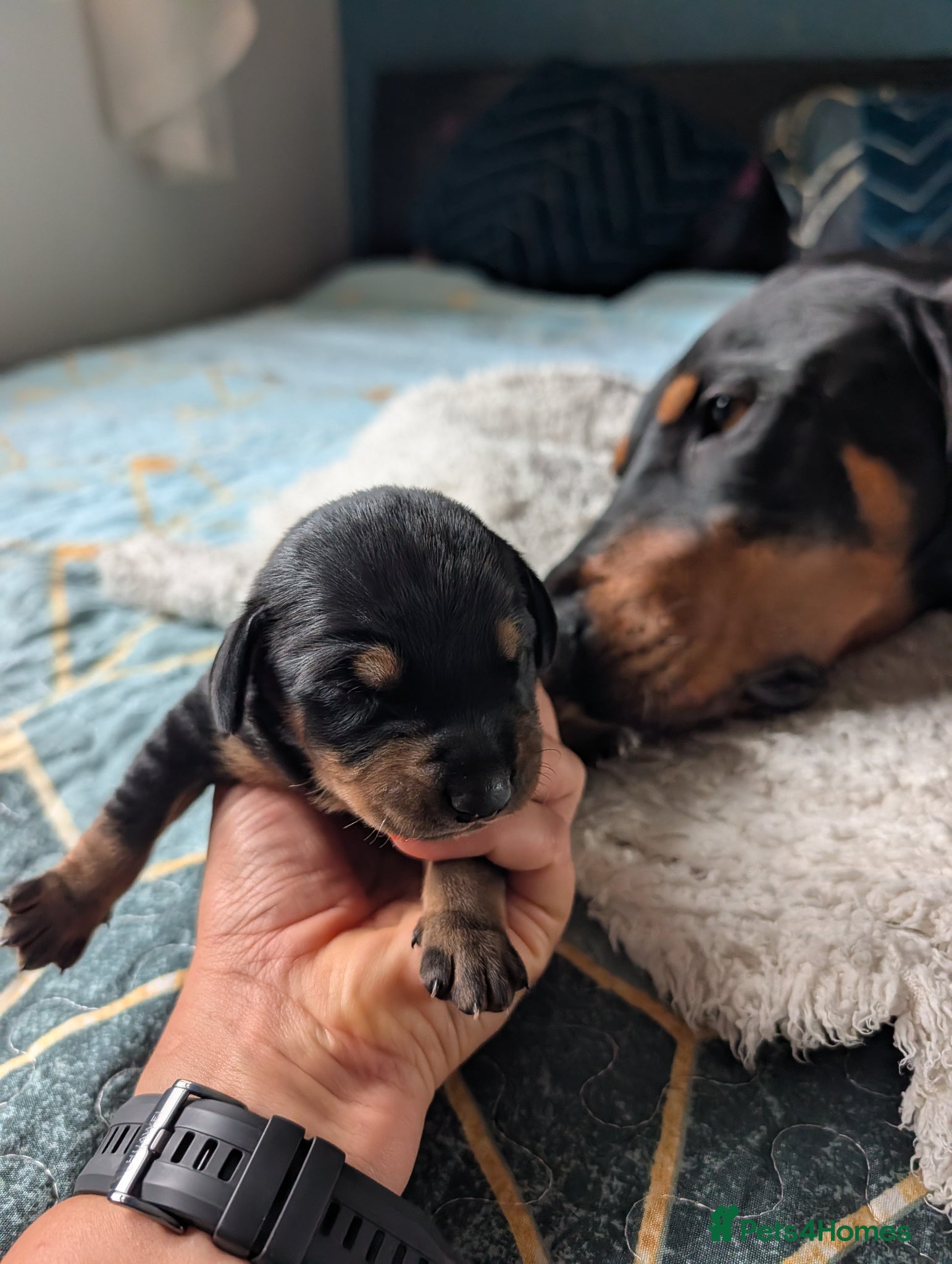 Mixed Breed dogs Lithuanian Hound puppies looking forever home - Advert 2