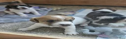 Jack Russell dogs for sale: Stunning Jack Russell puppies for sale - Advert 11