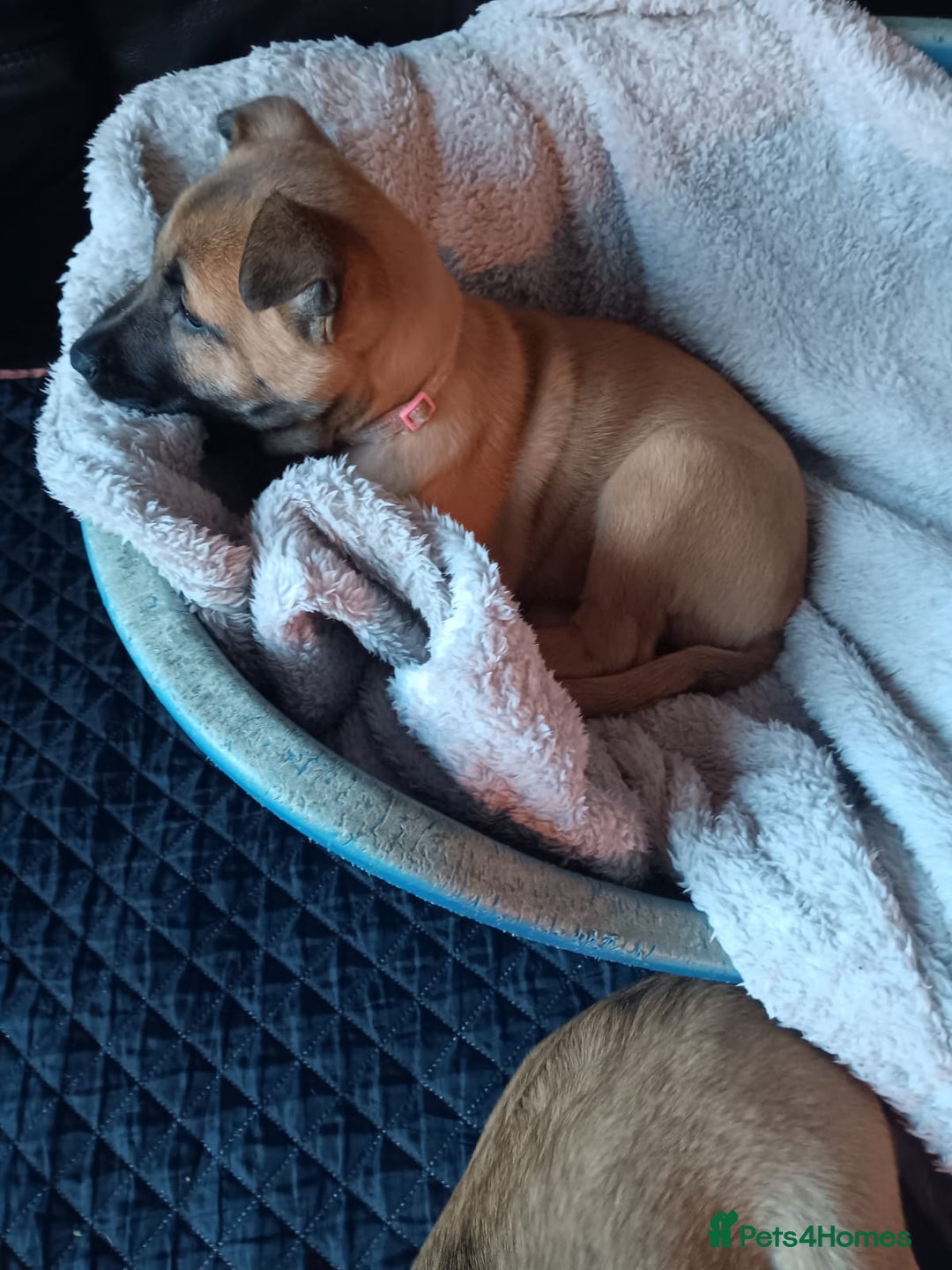 Belgian Shepherd Dog dogs for sale: Belgian Shepherd - Malinois  - Advert 21