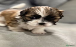 Shih Tzu dogs for sale: Shih Tzu puppies - Image 5