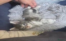 Maine Coon cats for sale: Maine Coon kittens  - Advert 25