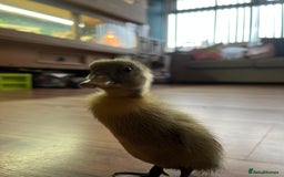 Chickens poultry for sale: Silkies - ducklings - Drakes - Advert 32