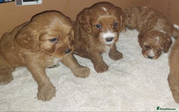 Cavapoo dogs for sale: CAVAPOO F1 puppies  - Image 9
