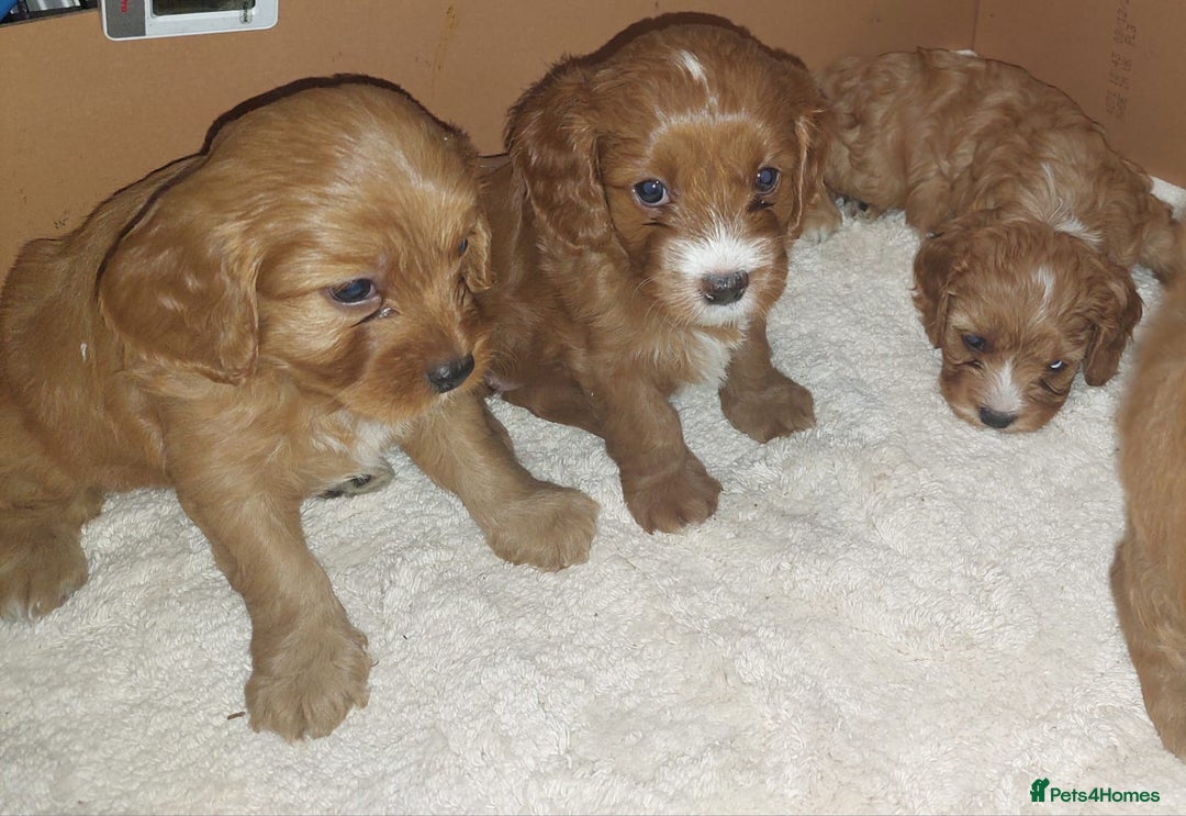 Cavapoo dogs for sale: CAVAPOO F1 puppies  - Image 9