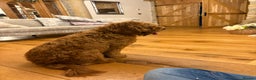 Cockapoo dogs for sale: Cockapoo F1 8month old Boy STUNNING  - Advert 3