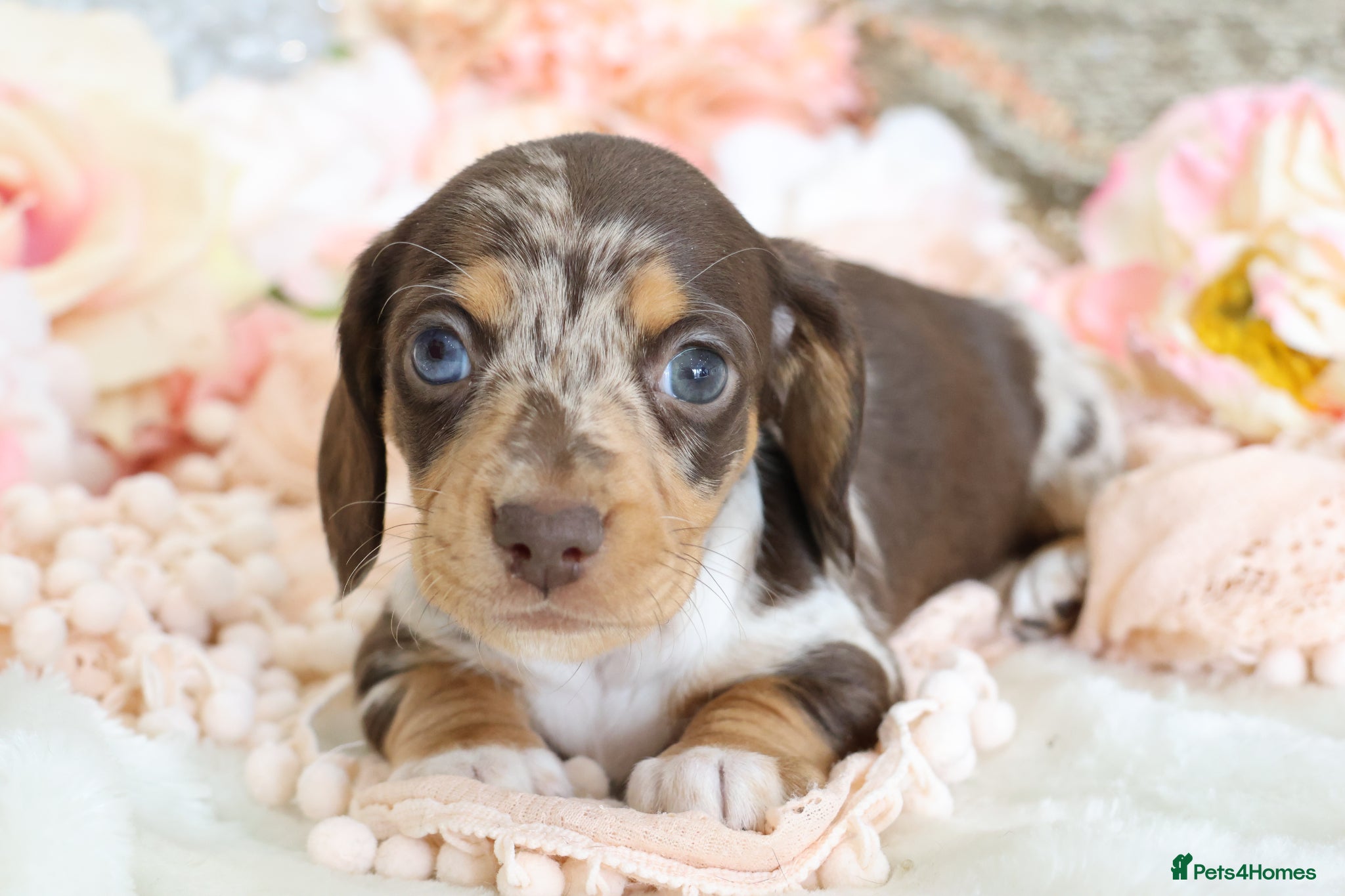 Miniature Dachshund dogs KC Miniature Dachshunds - Advert 11