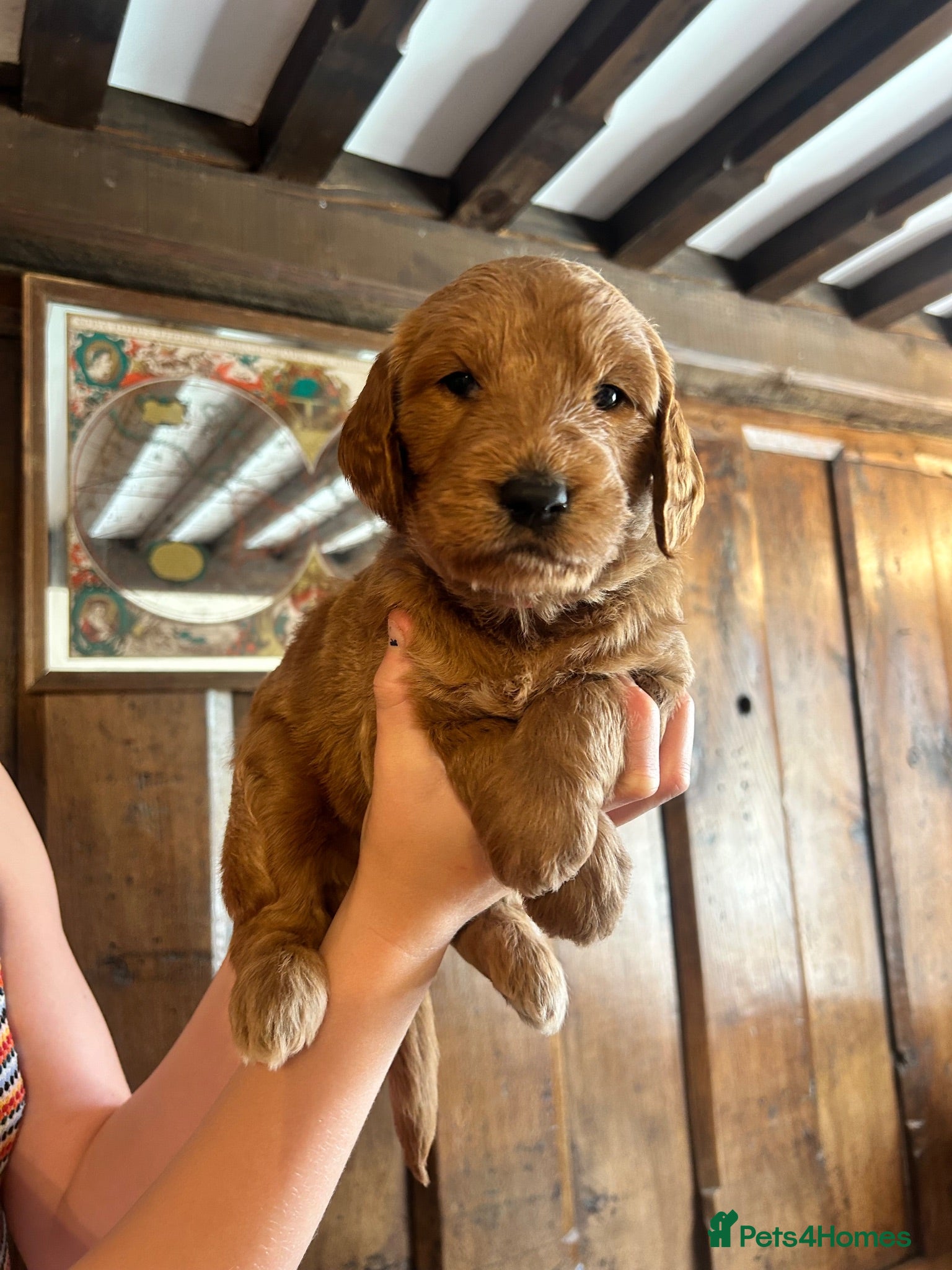 Goldendoodle dogs Outstanding F1 Standard GoldenDoodles - Advert 2