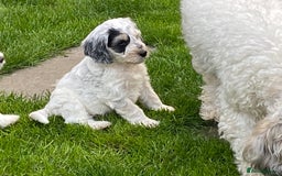 Cockapoo dogs for sale: Beautiful cockapoo puppy’s  - Image 5
