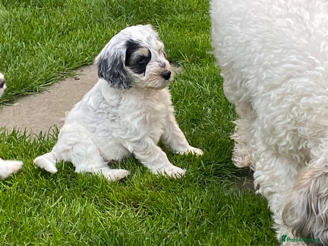 Cockapoo dogs for sale: Beautiful cockapoo puppy’s  - Image 5