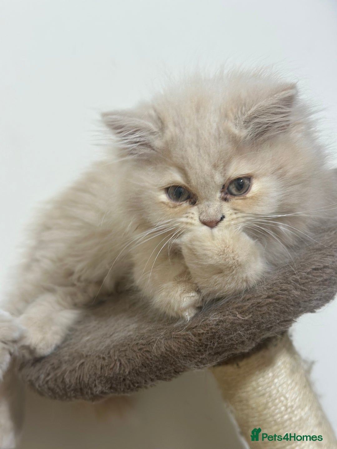 Persian cats for sale: Pedigree Persian female kittens for sale - Image 20