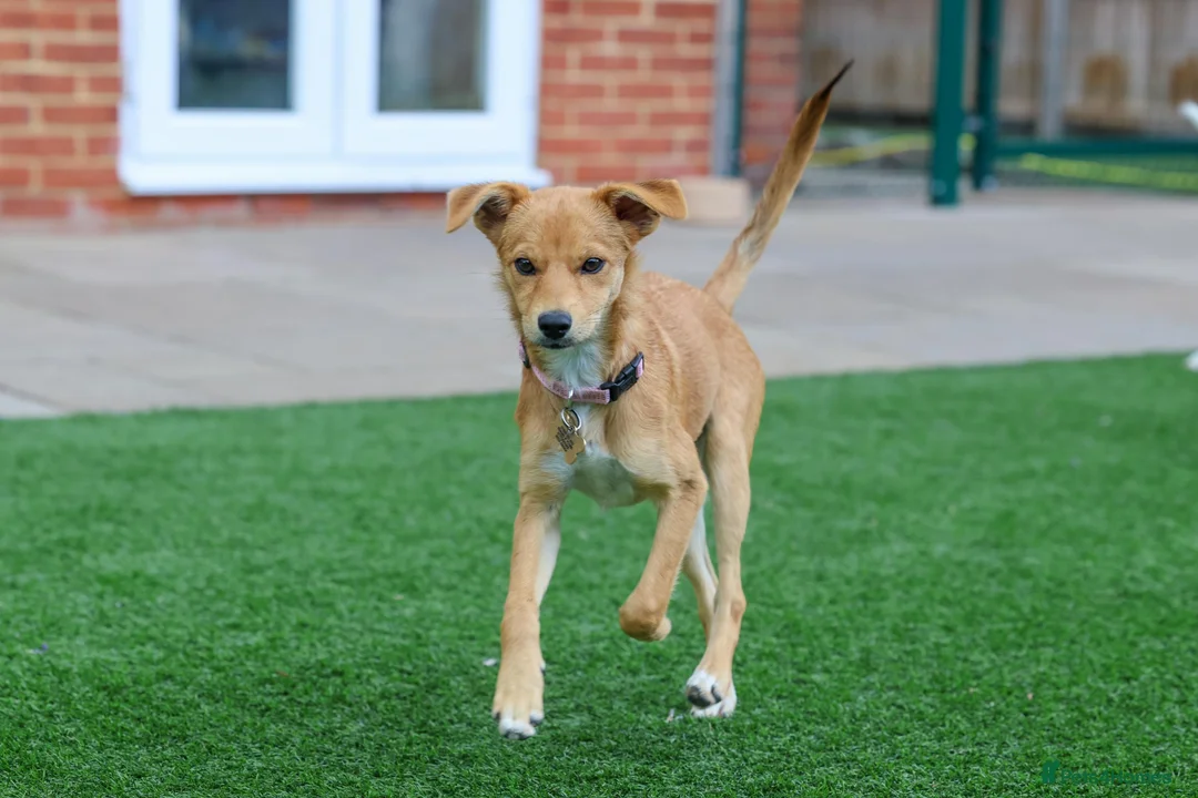 Mixed Breed dogs for adoption: Terrific Trudy - Advert 2
