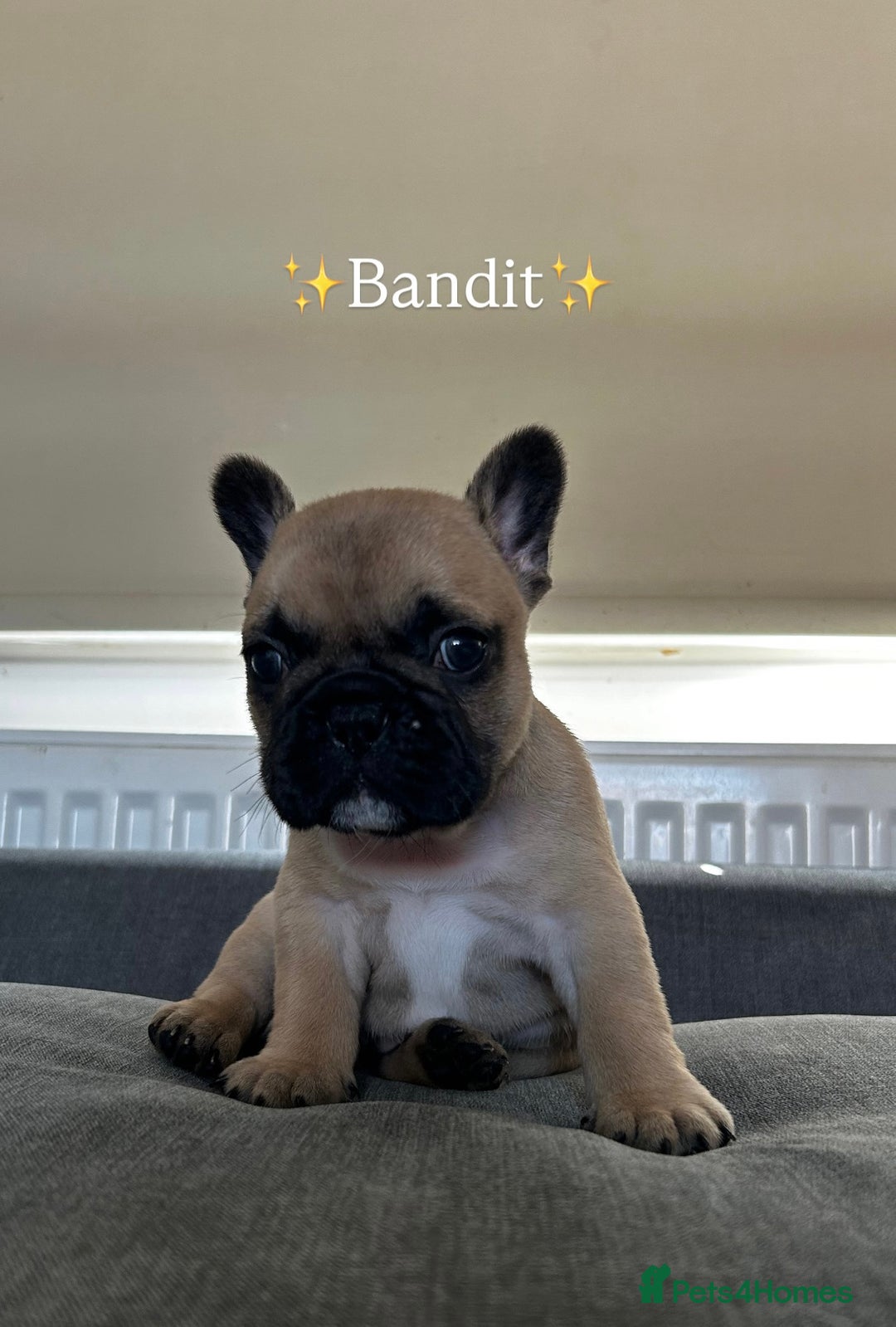French Bulldog dogs for sale: FrenchAngels 👼🏼🐾 - Image 19