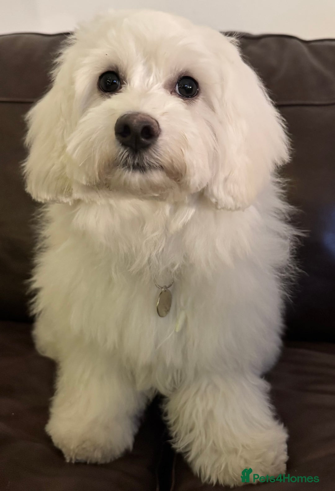 Maltipoo dogs for sale: Beautiful pure white male maltipoo  - Advert 2