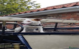 Jack Russell dogs for sale: Jack Russell boy - Image 1