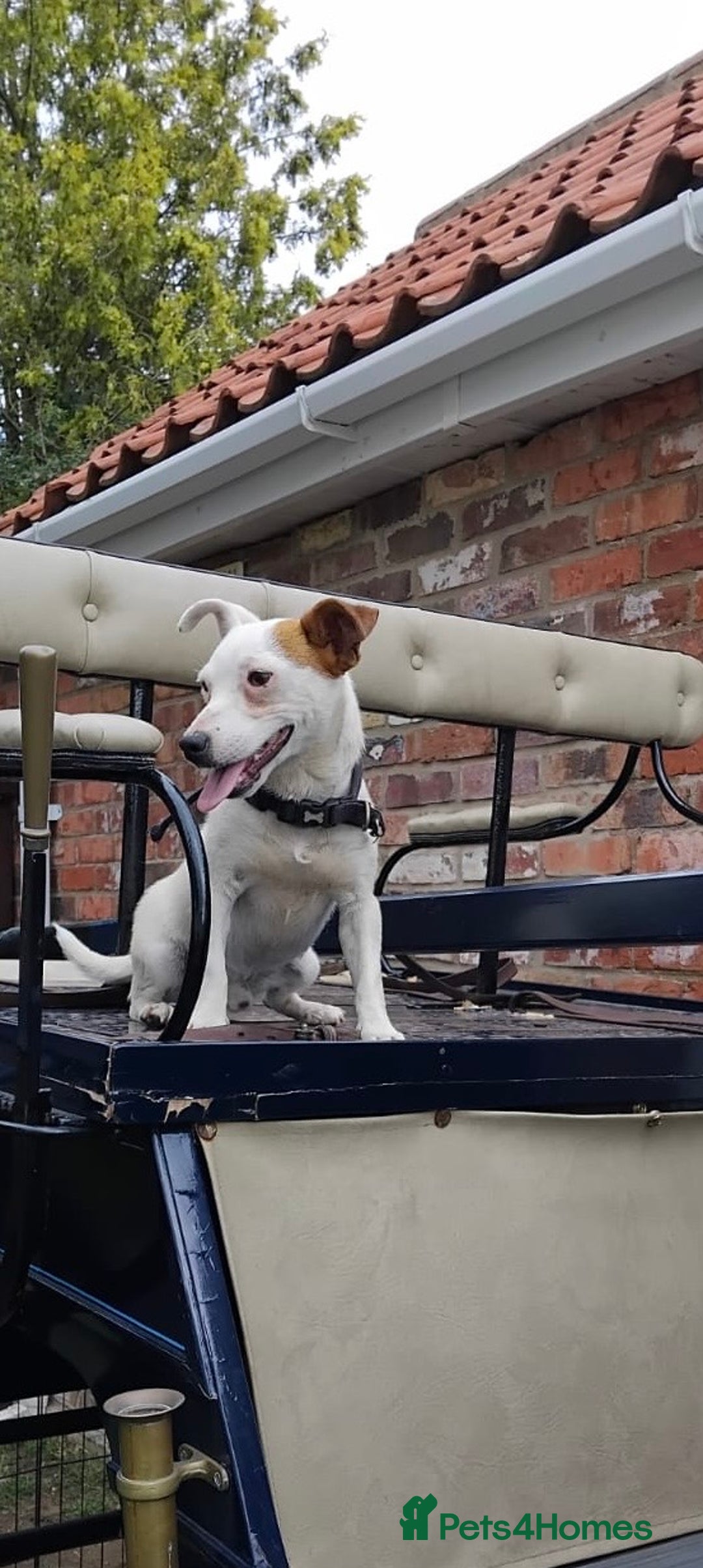 Jack Russell dogs for sale: Jack Russell boy - Image 1