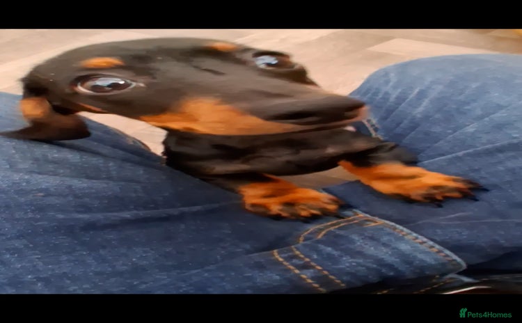 Dachshund dogs - Advert 12